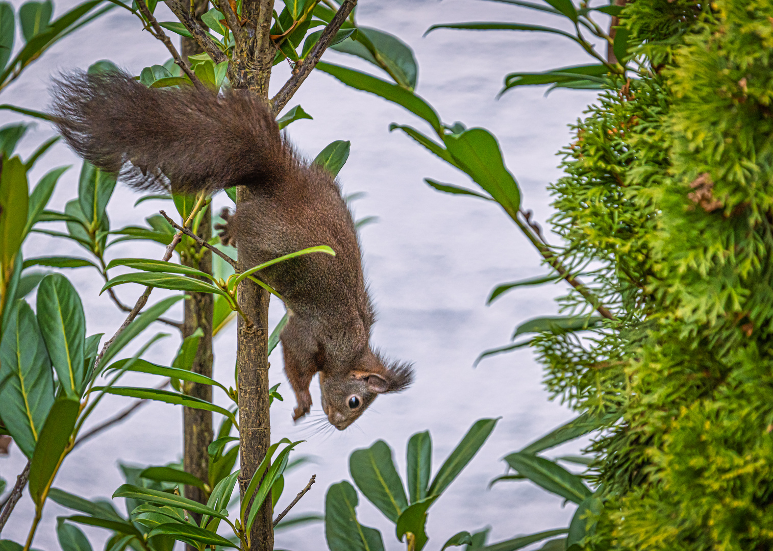 20211124-Eichhörnchen im Garten-8182