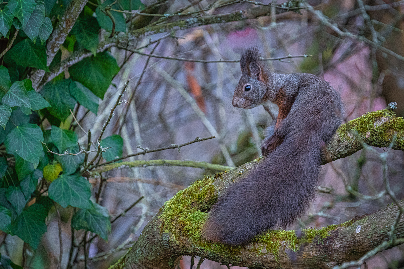 20211124-Eichhörnchen im Garten-8227