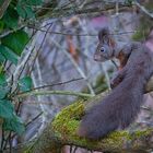 20211124-Eichhörnchen im Garten-8227