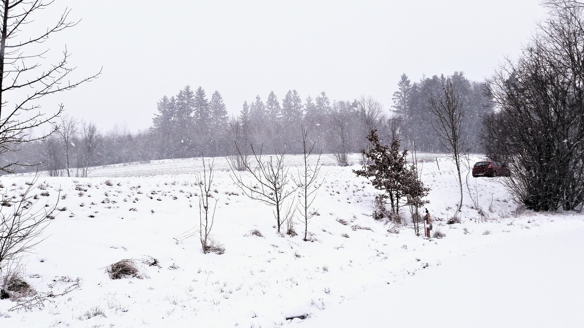 20211207 Schneefall sichtbar am Waldrand