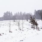 20211207 Schneefall sichtbar am Waldrand