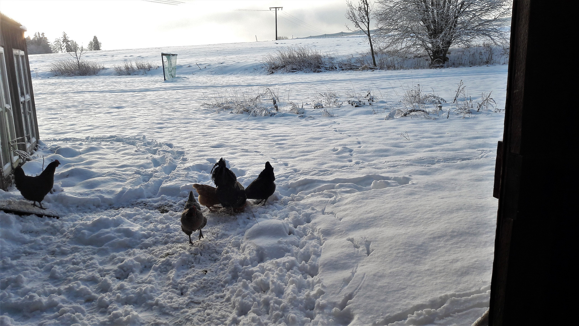 20211210 Wettlauf zum Frühstück an die Schneebar ( Fressnapf)