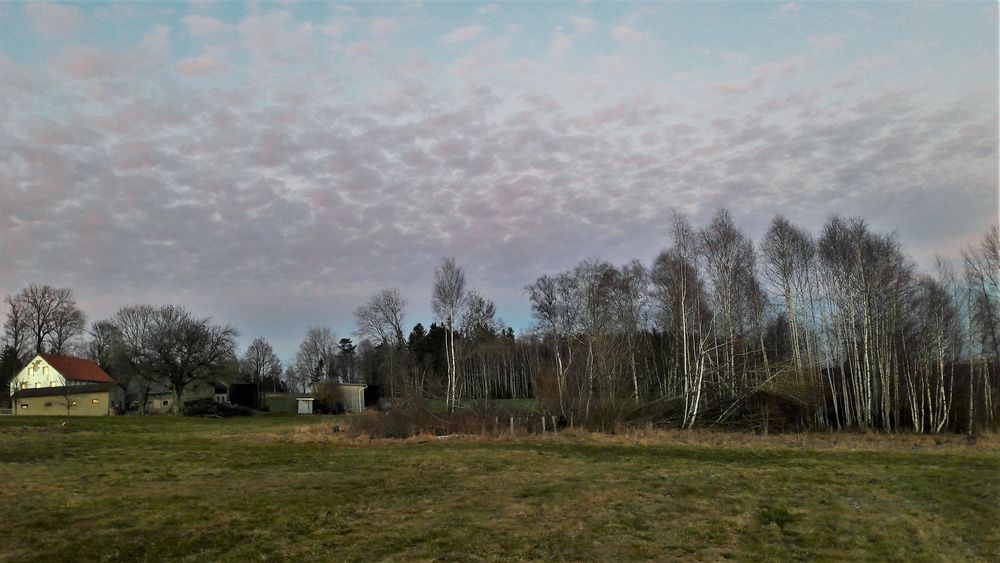 20211221 Birkenwäldchen unter Wolkenbäckchen  im Abendlicht