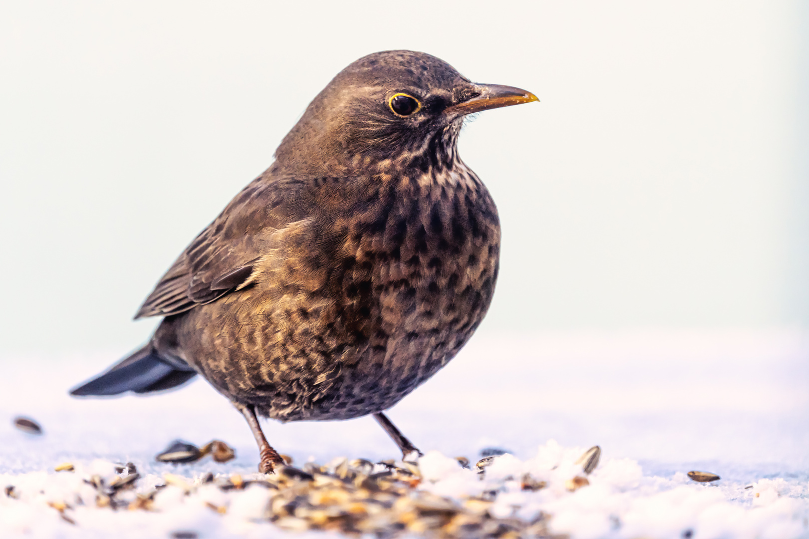 20211222-Amsel im Frost-8524