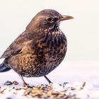 20211222-Amsel im Frost-8524