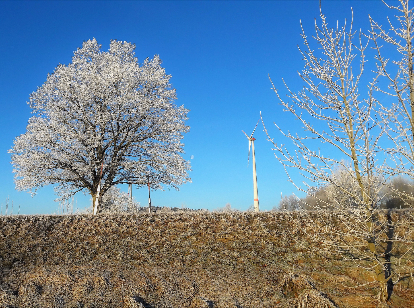 20211222 Raureif bei Vollmond (zwischen Baumkrone und Windrad) und -7 Grad