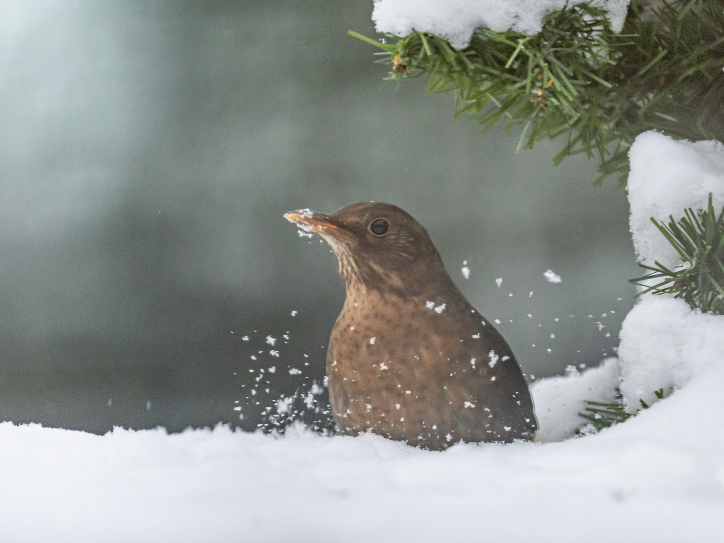 20211226-Schneebad-DSC05059