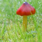 2021_Gartenbesucher_IMG_4252_c