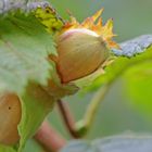 2021_Gartenbesucher_IMG_4273_c