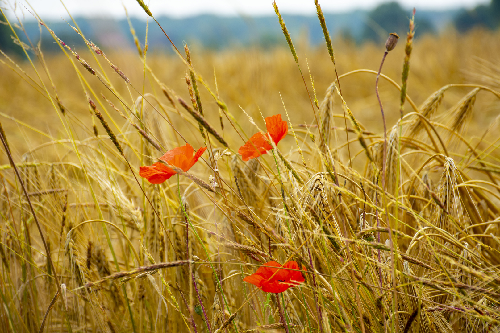 2021_Mohnblumen-vor-Kornfeld-Lippetal-farbe