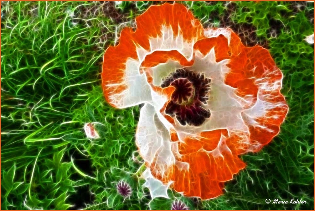 2022-01-12-Mohn (mit Fractalius bearbeitet)