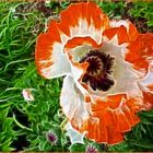 2022-01-12-Mohn (mit Fractalius bearbeitet)