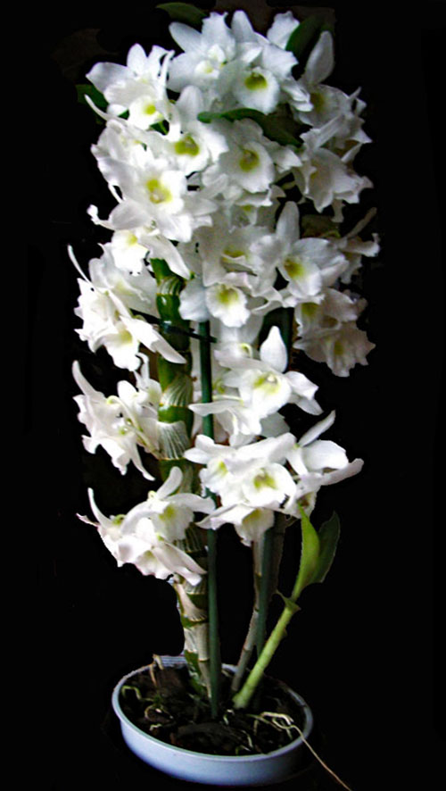 2022-01-19-Orchidee