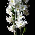 2022-01-19-Orchidee