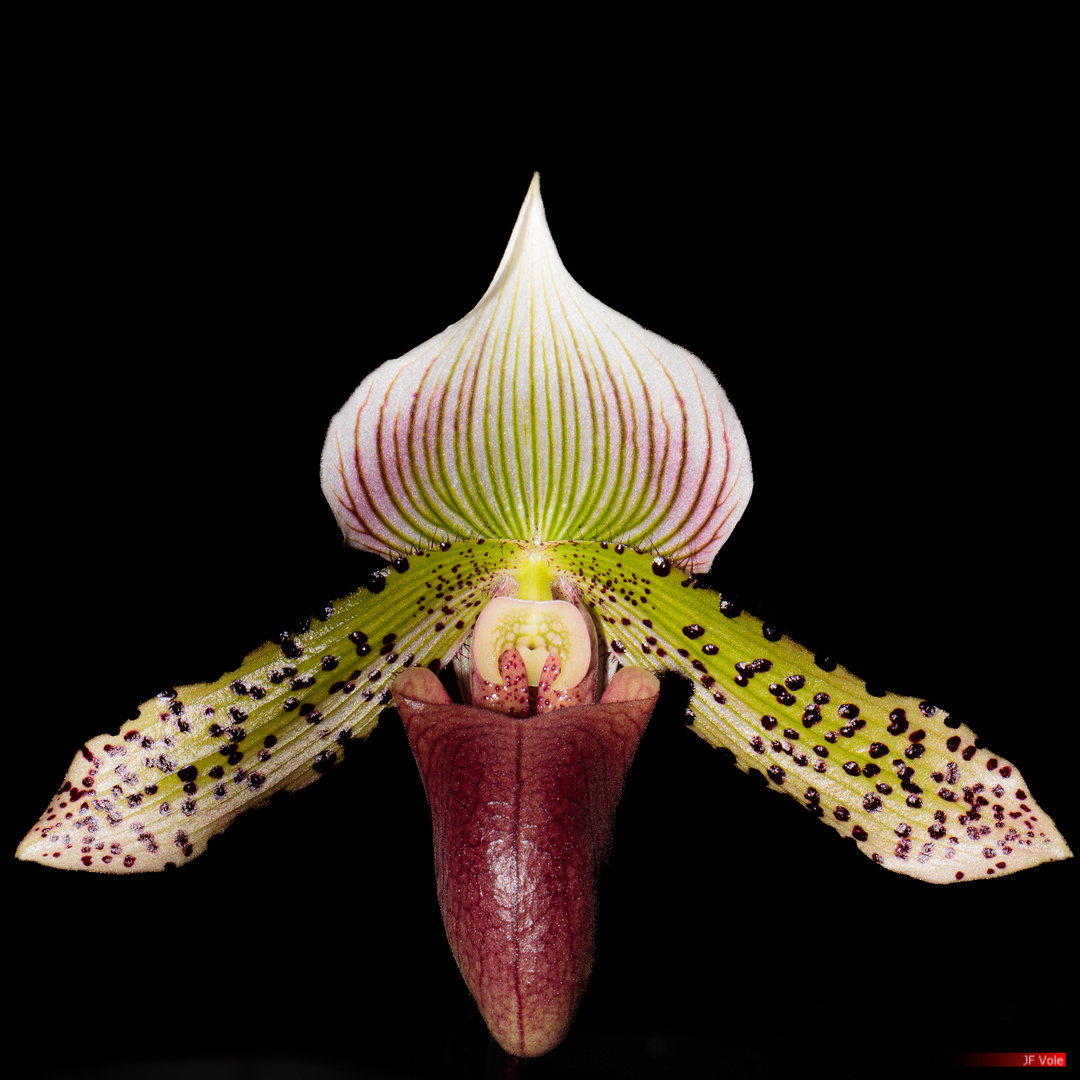 2022-02-05-1624 Cypripedium 7065