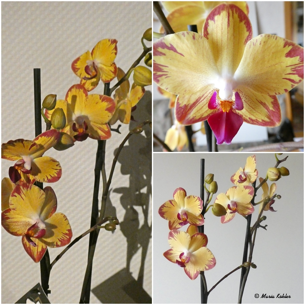 2022-02-09-Orchidee