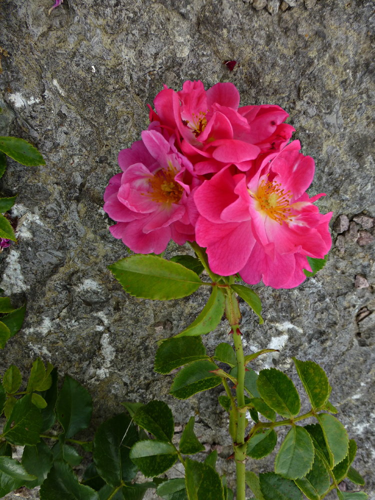 2022-03-27-Eine Rose zum Sonntag