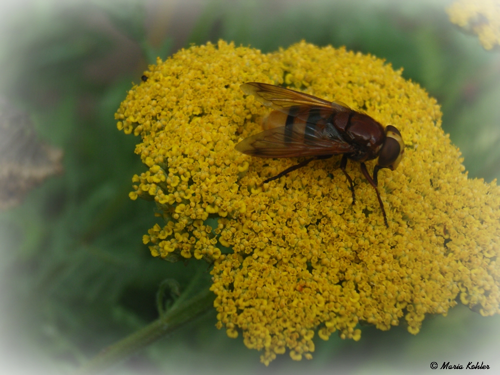 2022-04-23-Wiesenschwebfliege (?) auf Schafgarbe