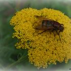 2022-04-23-Wiesenschwebfliege (?) auf Schafgarbe