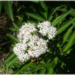 2022-05-07- Blume mit Besuchern