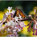 2022-05-21-Der erste Schmetterling (23.3.22)