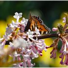 2022-05-21-Der erste Schmetterling (23.3.22)