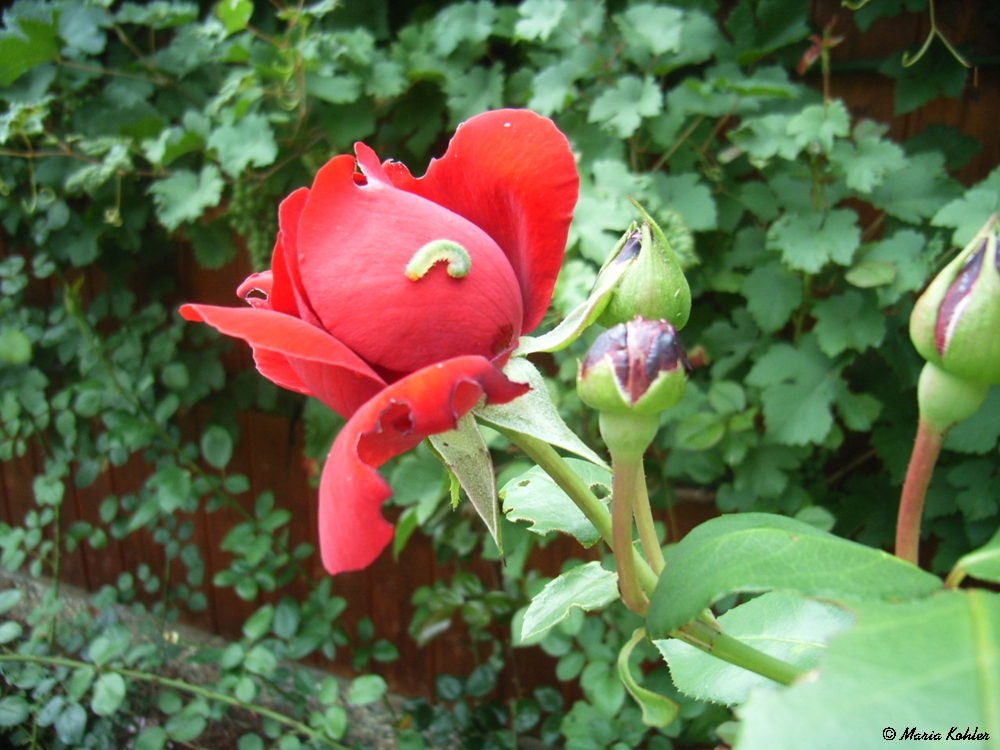 2022-05-27-Rose mit Besucher