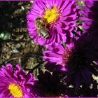 2022-06-11-Herbstaster mit Biene
