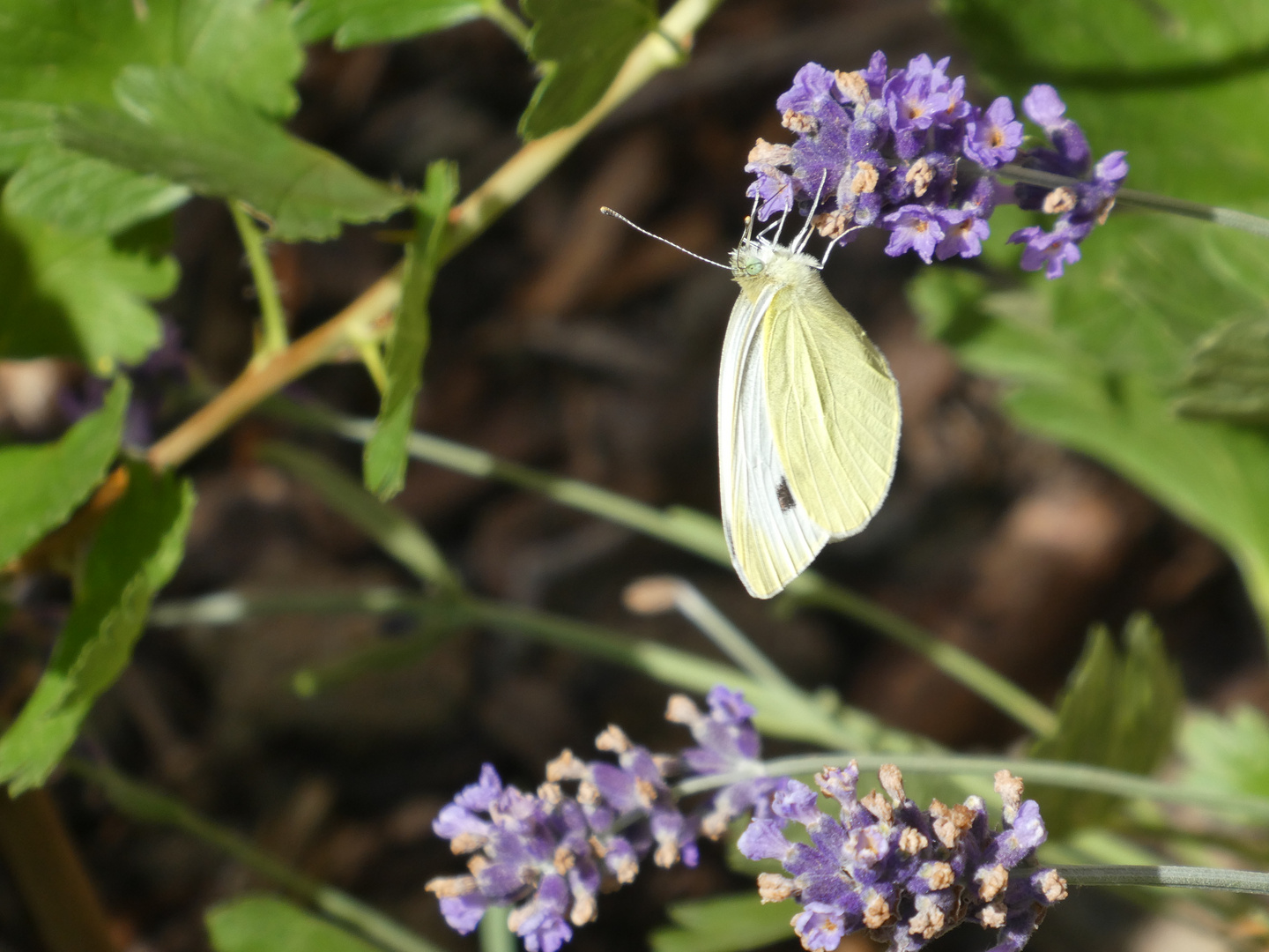 2022-06-25-Lavendel mit Schmetterling