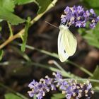 2022-06-25-Lavendel mit Schmetterling