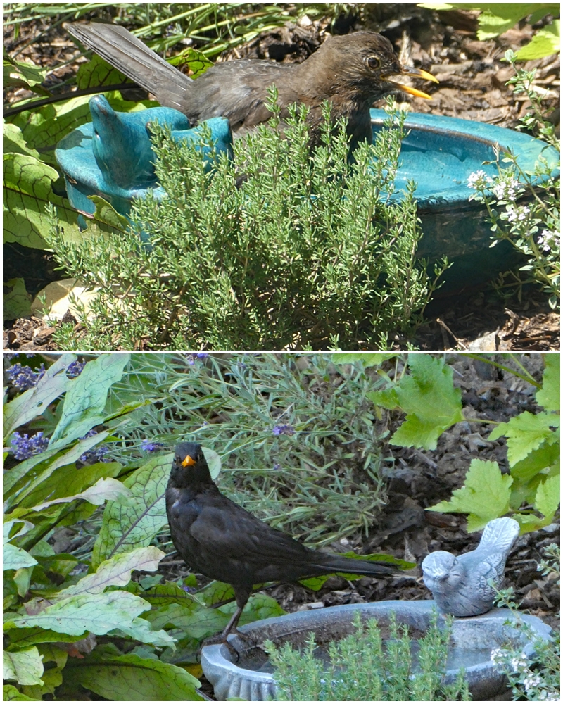 2022-06-27-Herr und Frau Amsel beim baden