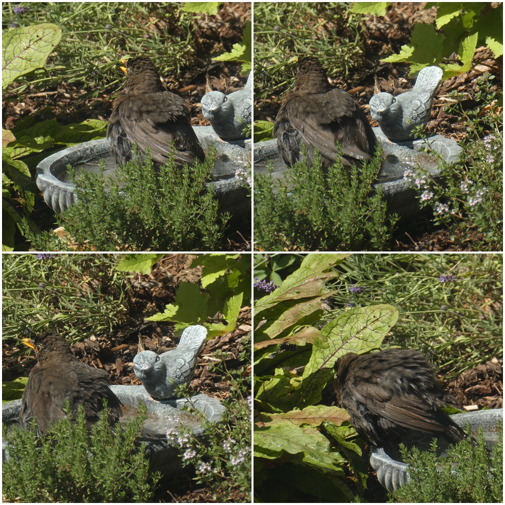 2022-06-29-Die Amsel-Dame... 