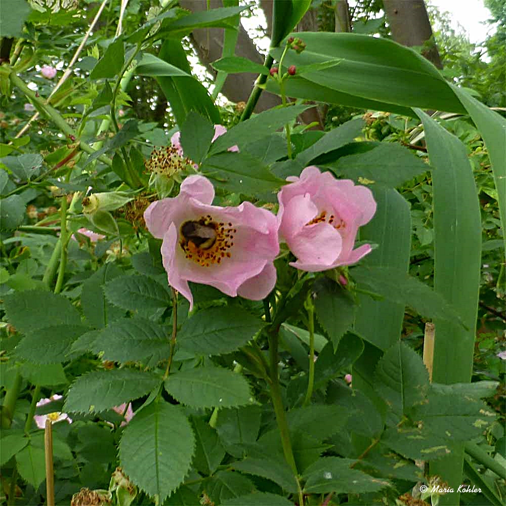 2022-07-23-Rose mit Besucher