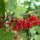 2022-08-19-Johannisbeeren