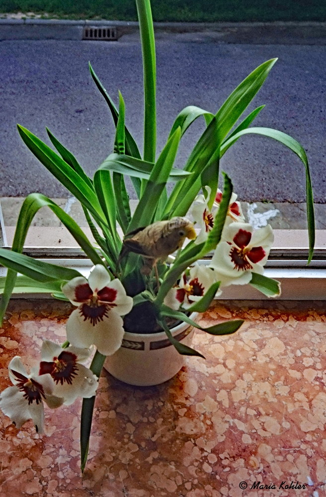 2022-09-19-Orchidee (Archivbild von 2011)