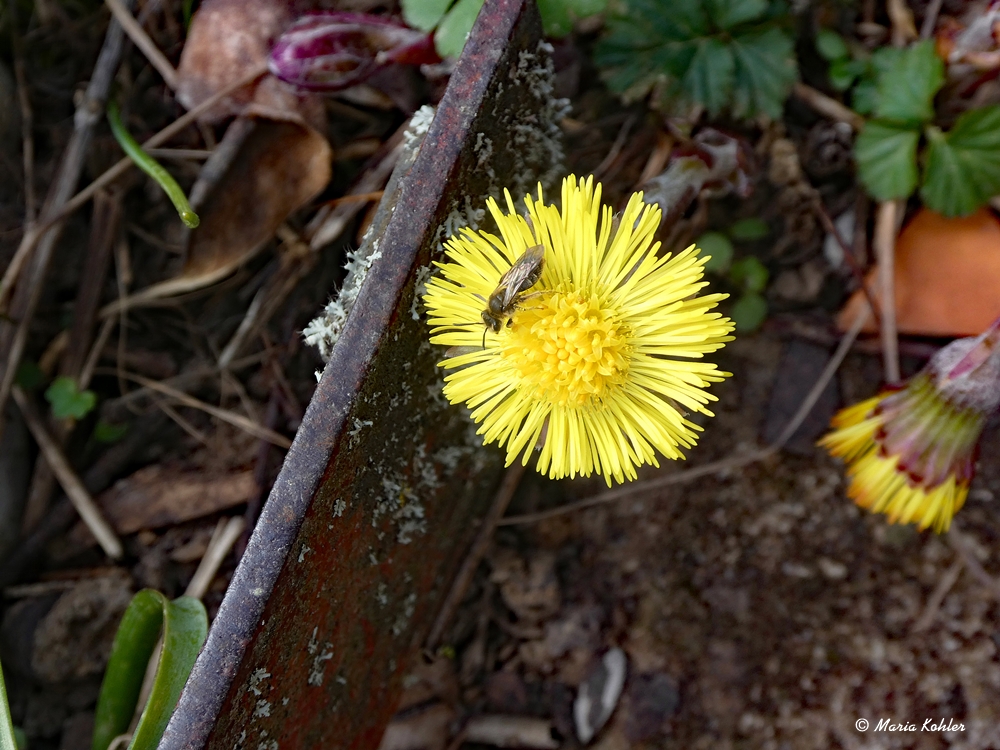 2022-10-01-Huflattichblüte mit Besucher 