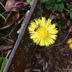 2022-10-01-Huflattichblüte mit Besucher 