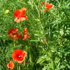 2022-10-03-Mohn