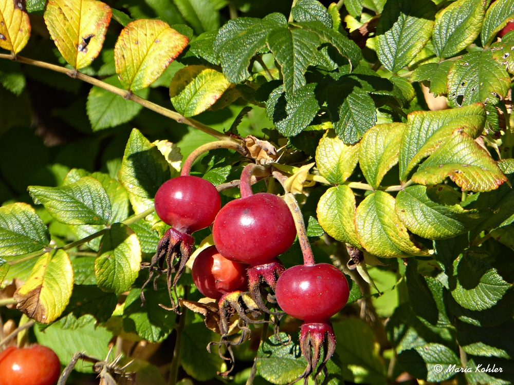 2022-10-19-Statt Mittwochsblümchen....