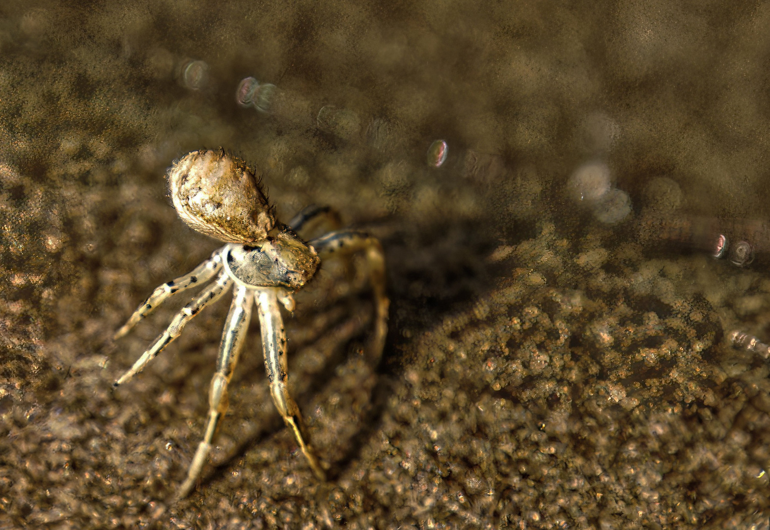 2022-10-27 - 6318 - Xysticus Spinne auf meinem Hut