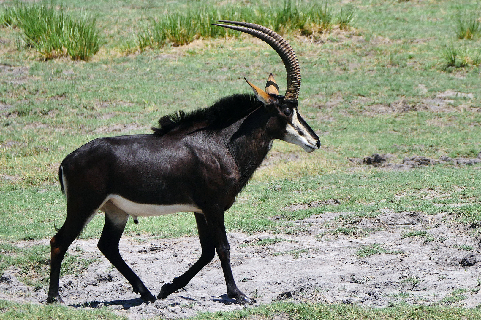 2022 Botswana, Chobe NP