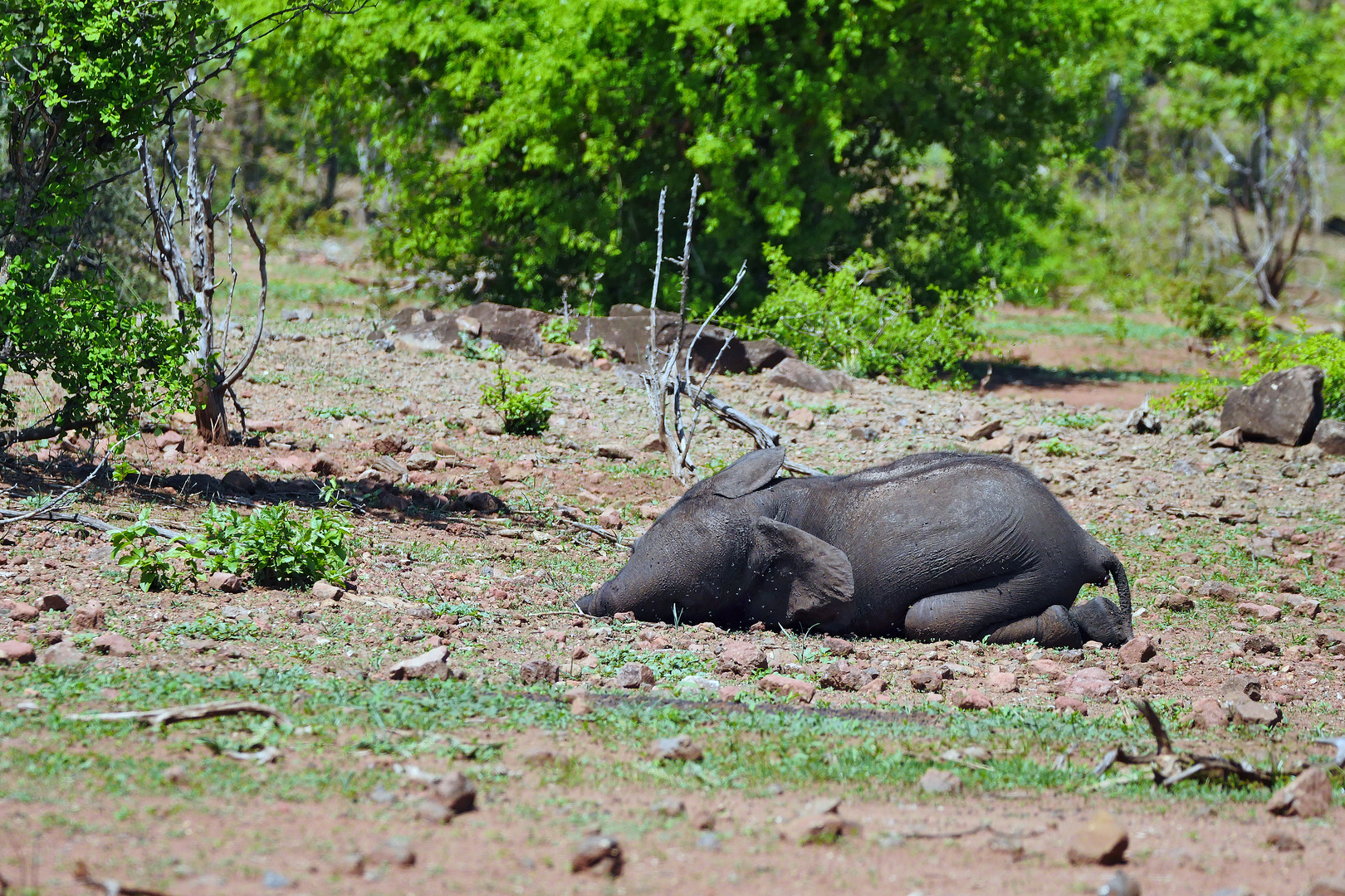 2022 Botswana, Chobe NP