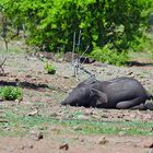 2022 Botswana, Chobe NP