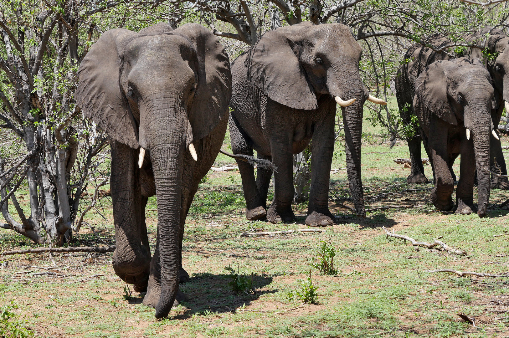 2022 Botswana, Chobe NP