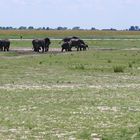 2022 Botswana, Chobe NP