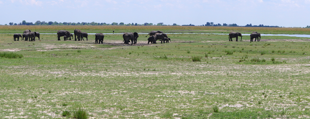 2022 Botswana, Chobe NP