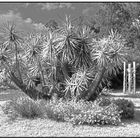 2022 Cardedu (Sardinien) - Im Park des Hotels Corte Bianca