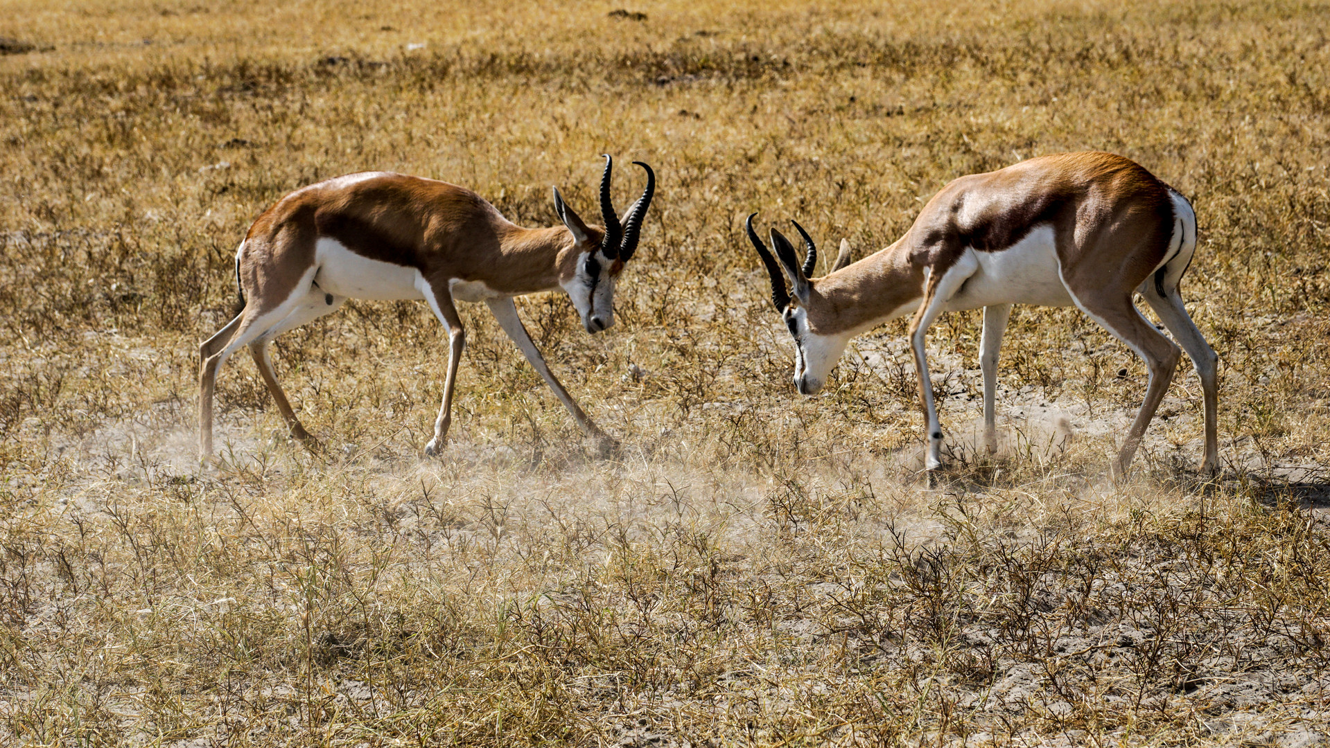 2022 in Namibia, Springbock Kräftemessung 