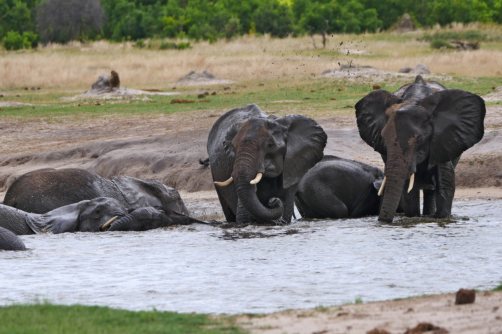 2022 Zimbabwe, Hwange NP, Elefanten