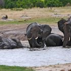 2022 Zimbabwe, Hwange NP, Elefanten